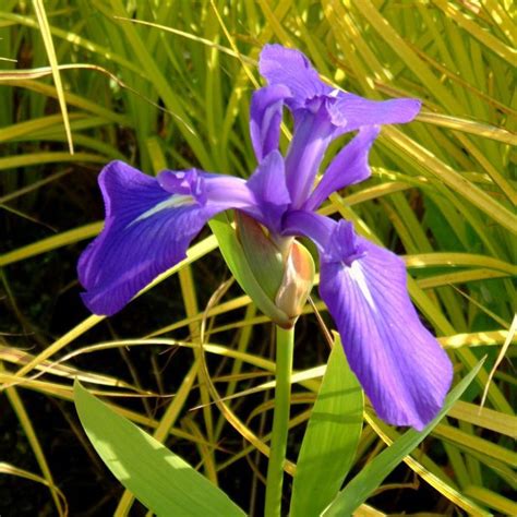 Iris laevigata (Iris d'acqua)